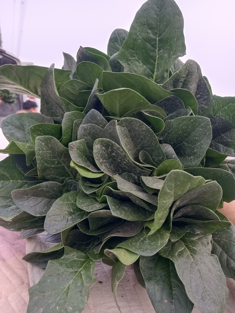 优质大叶菠菜
