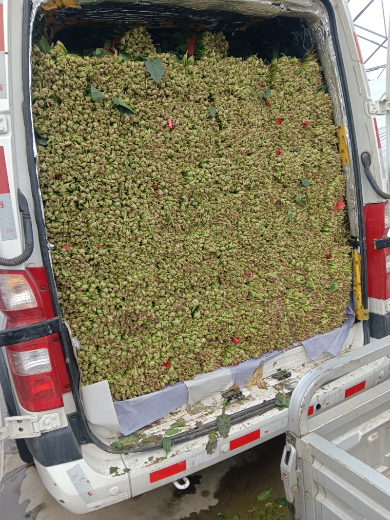 优质大叶菠菜