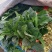 优质大叶菠菜