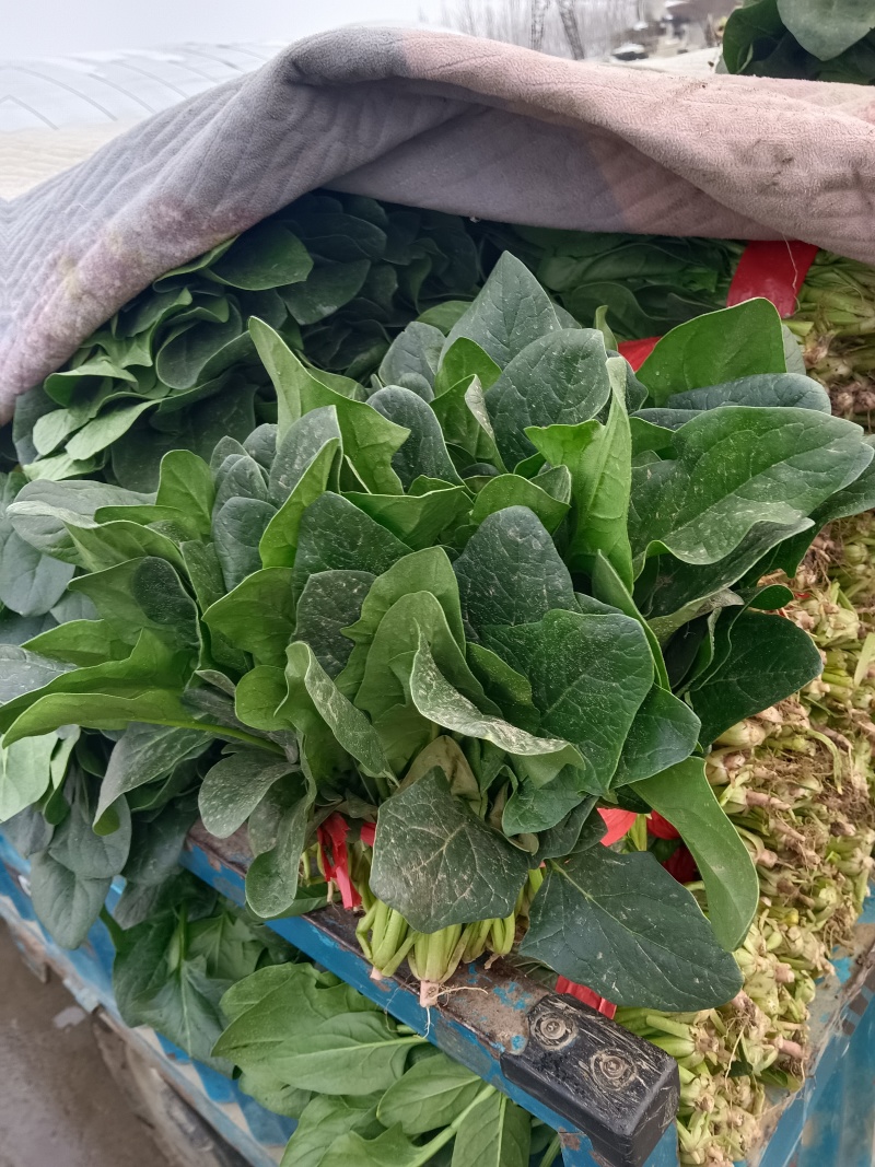 优质大叶菠菜