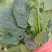 优质大叶菠菜