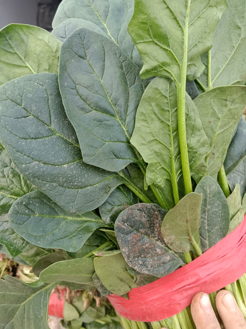优质大叶菠菜