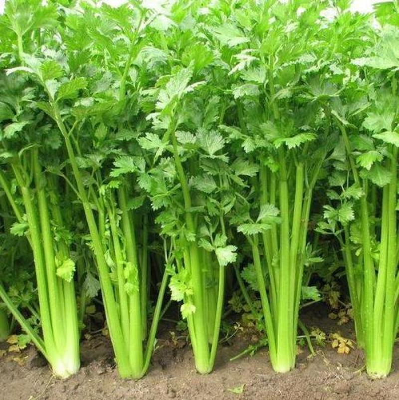 精品西芹大量上市中，翠绿不空杆