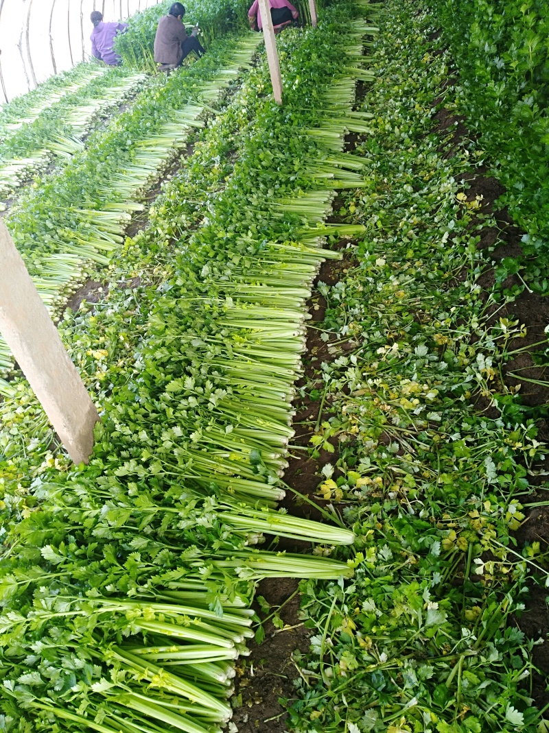 精品西芹大量上市中，翠绿不空杆
