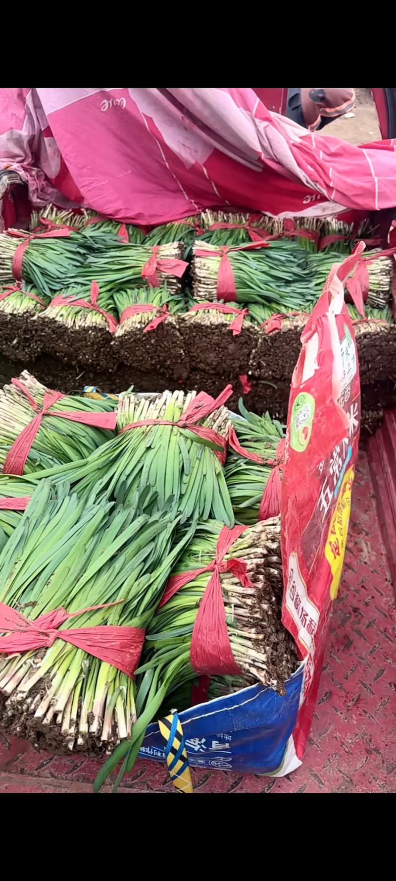 精品韭菜，产地直发，保质量品质，对接各大市场商超，