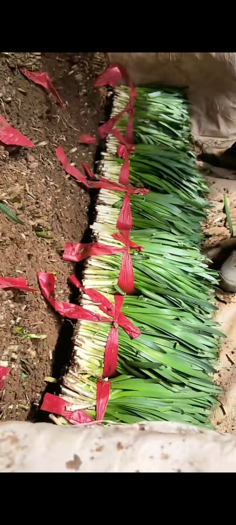 精品韭菜，产地直发，保质量品质，对接各大市场商超，