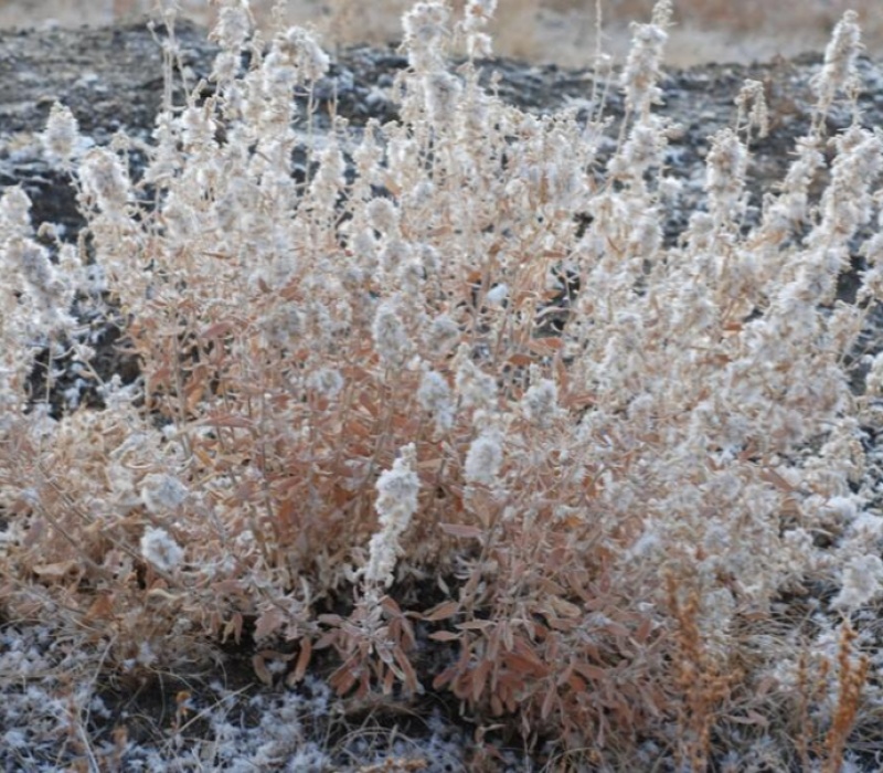骆绒藜种子荒山绿化种籽耐旱耐寒防风固沙沙漠地带护坡