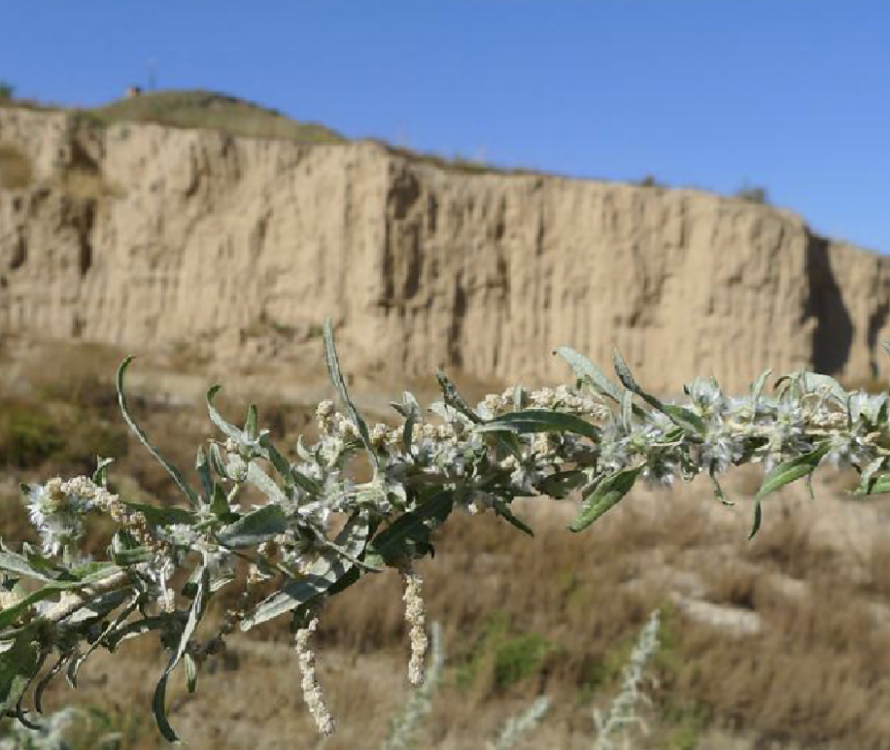 骆绒藜种子荒山绿化种籽耐旱耐寒防风固沙沙漠地带护坡