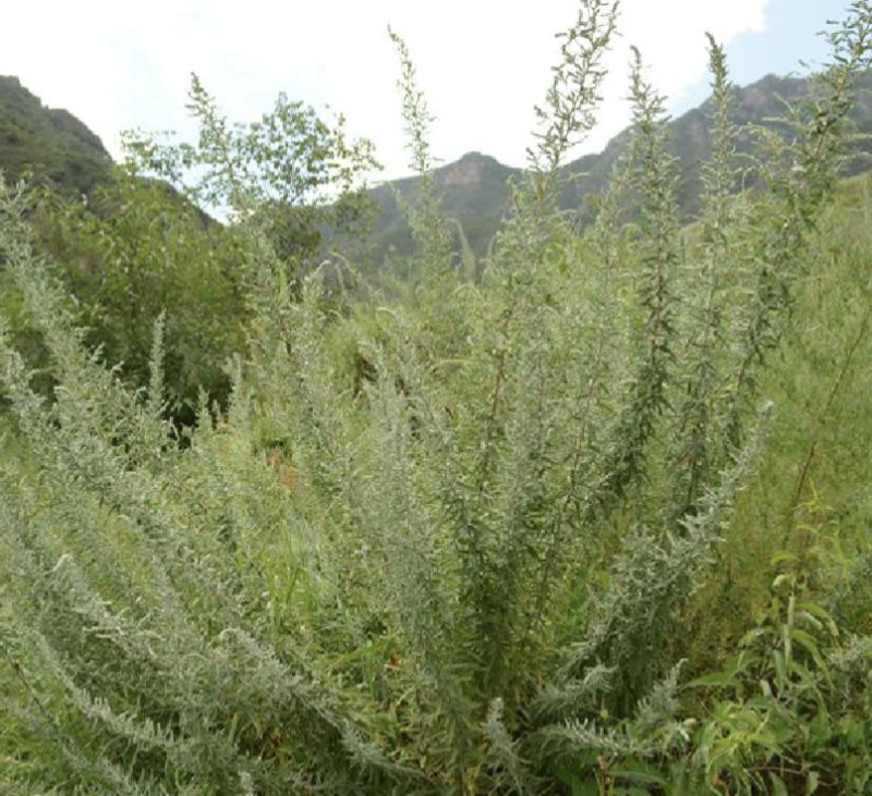 骆绒藜种子荒山绿化种籽耐旱耐寒防风固沙沙漠地带护坡