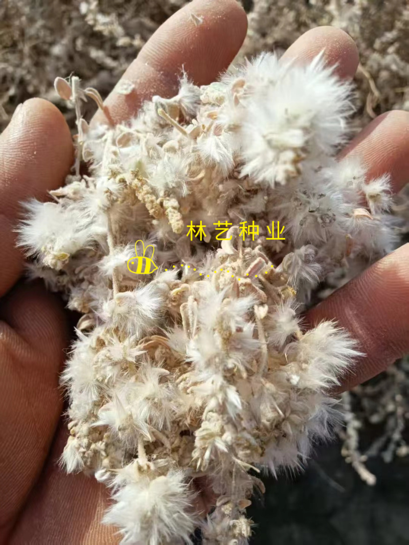 骆绒藜种子荒山绿化种籽耐旱耐寒防风固沙沙漠地带护坡