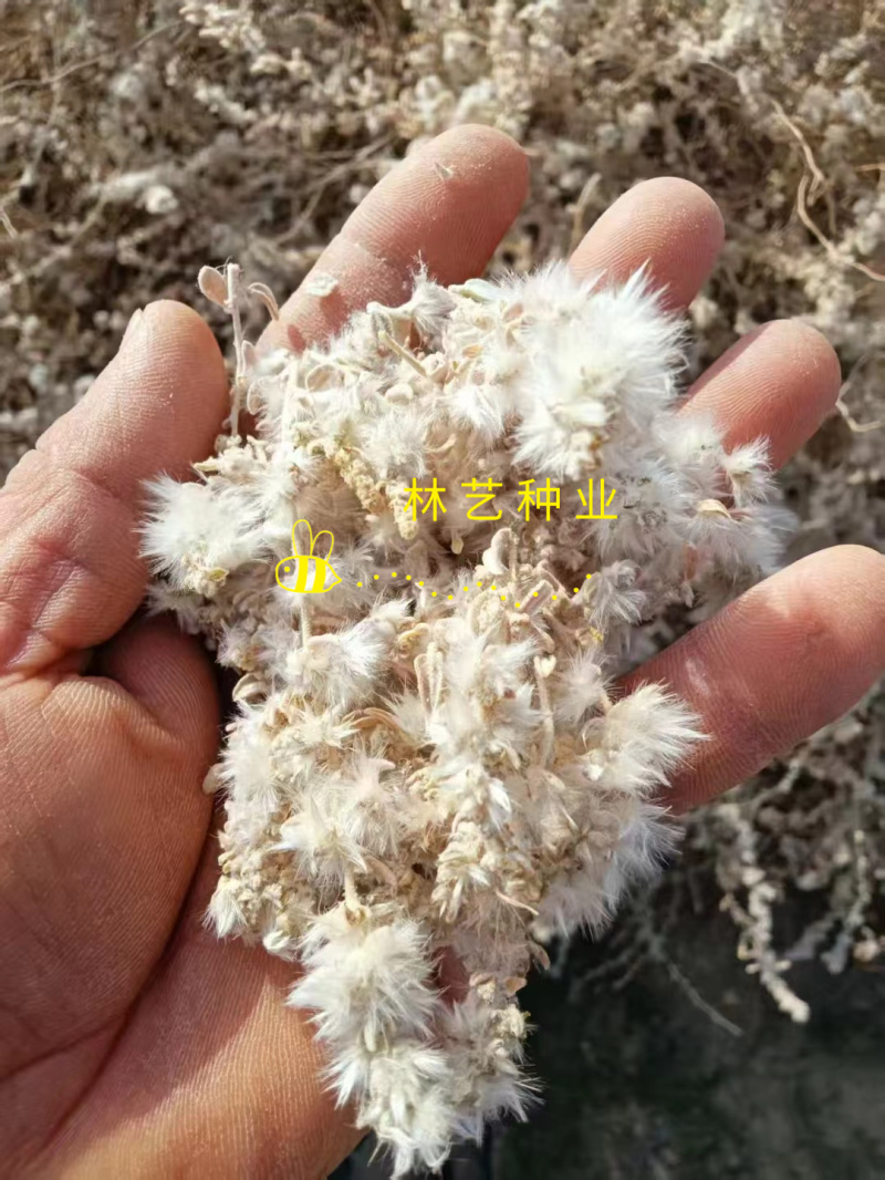 骆绒藜种子荒山绿化种籽耐旱耐寒防风固沙沙漠地带护坡