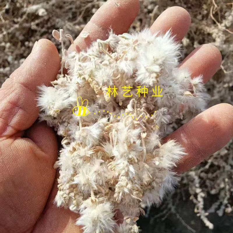 骆绒藜种子荒山绿化种籽耐旱耐寒防风固沙沙漠地带护坡