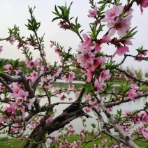 鲜桃花