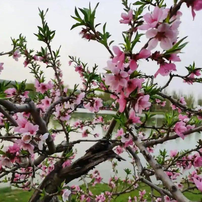 鲜桃花
