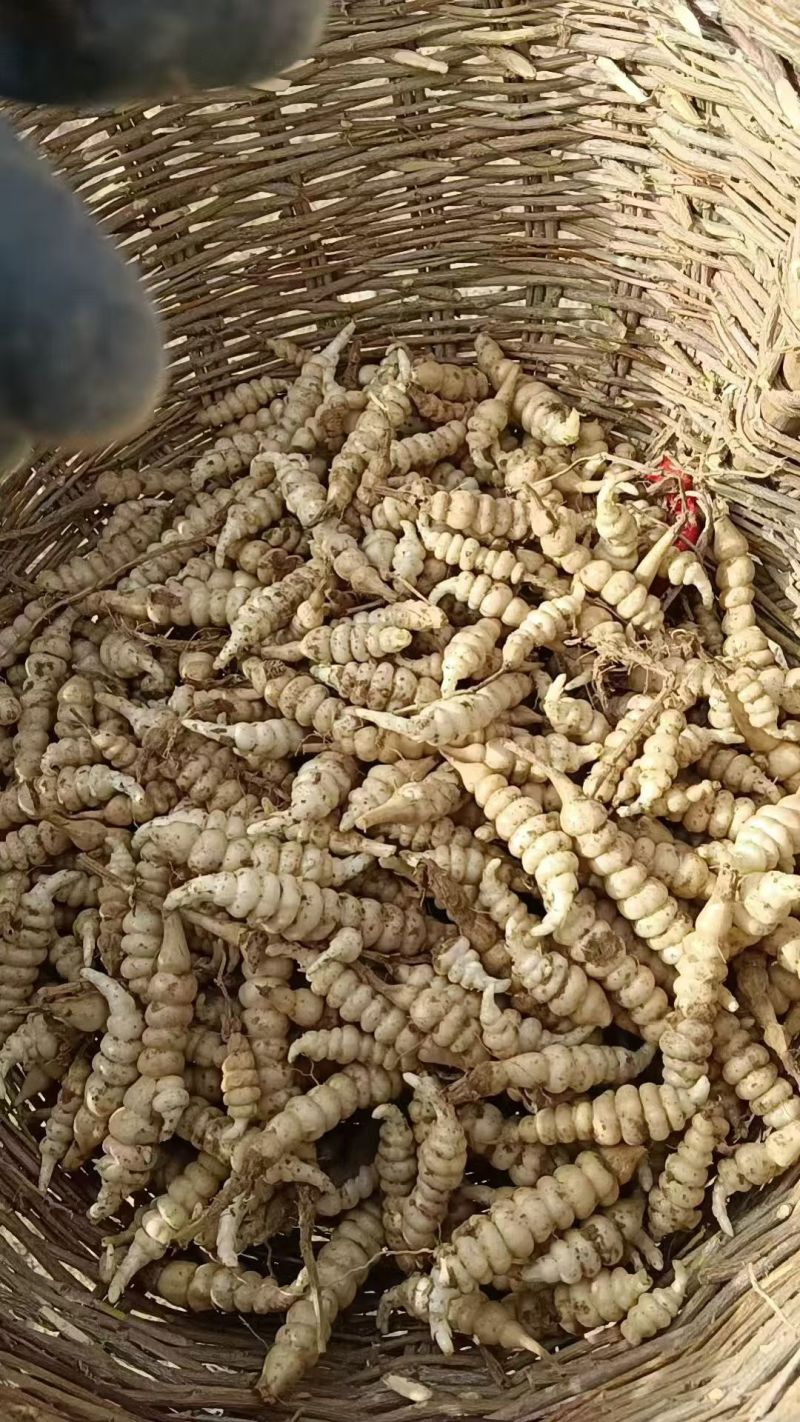 螺丝菜种子
