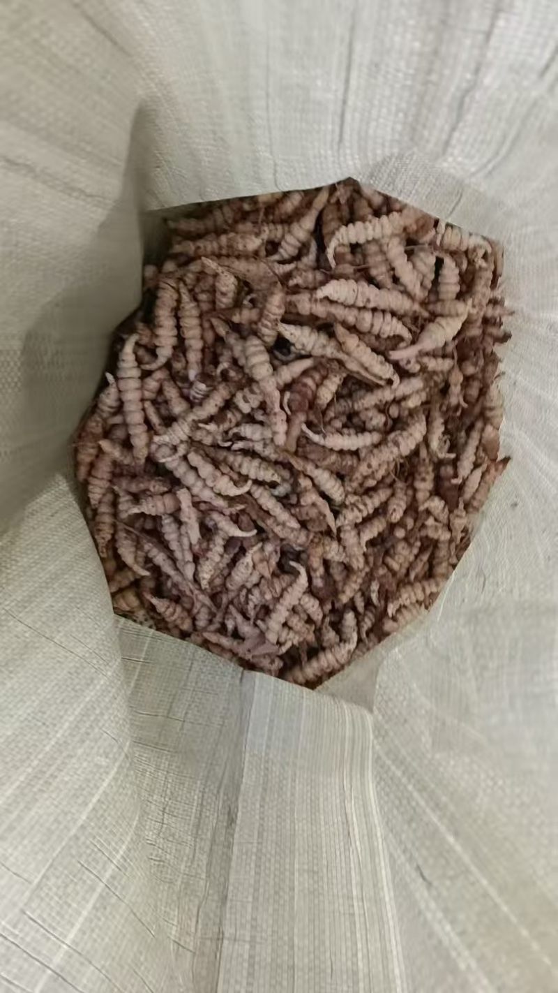 螺丝菜种子