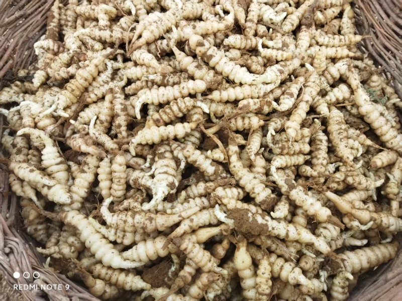 螺丝菜种子