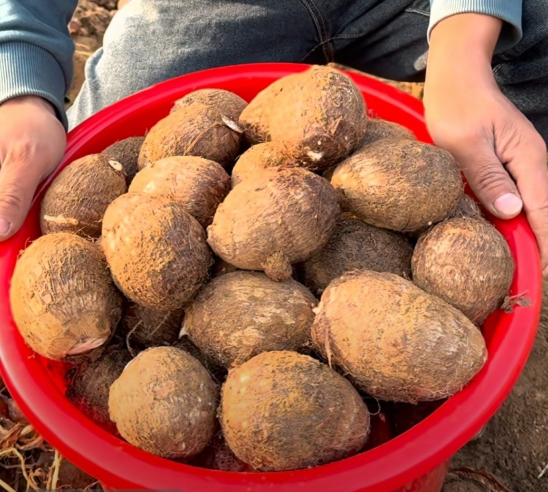 山东芋头毛芋8520基地发货按需加工保质保量全国发货