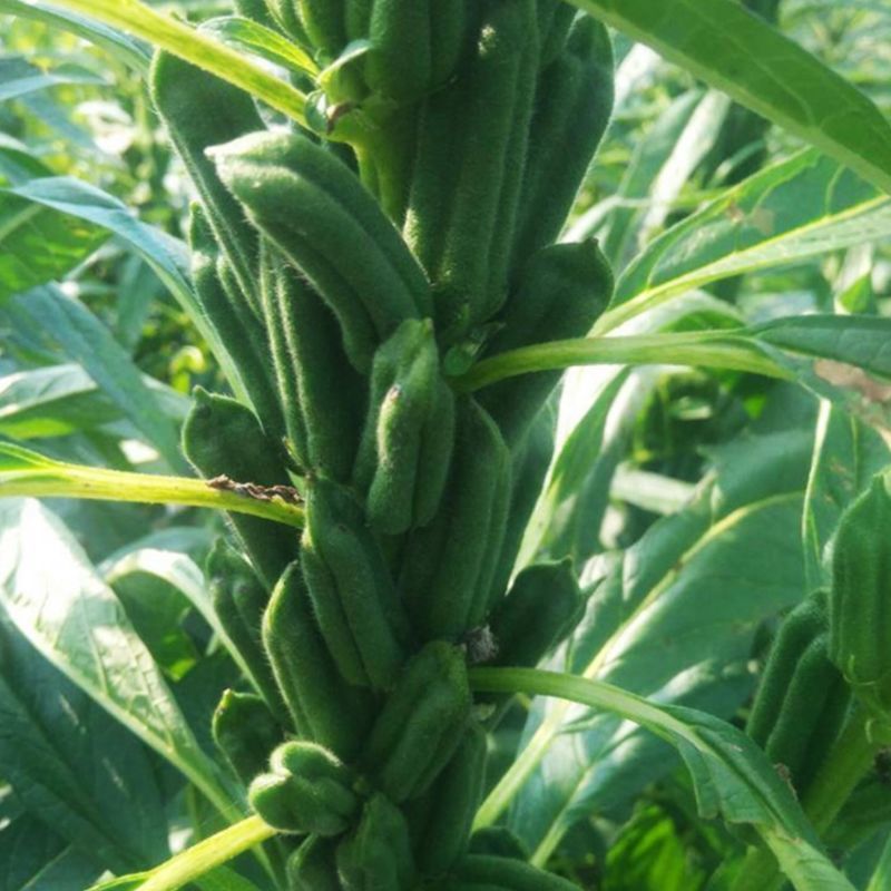科芝三号黑芝麻种子单杆三花四棱中熟抗倒耐旱耐渍春夏播芝麻