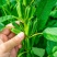 科芝三号黑芝麻种子单杆三花四棱中熟抗倒耐旱耐渍春夏播芝麻