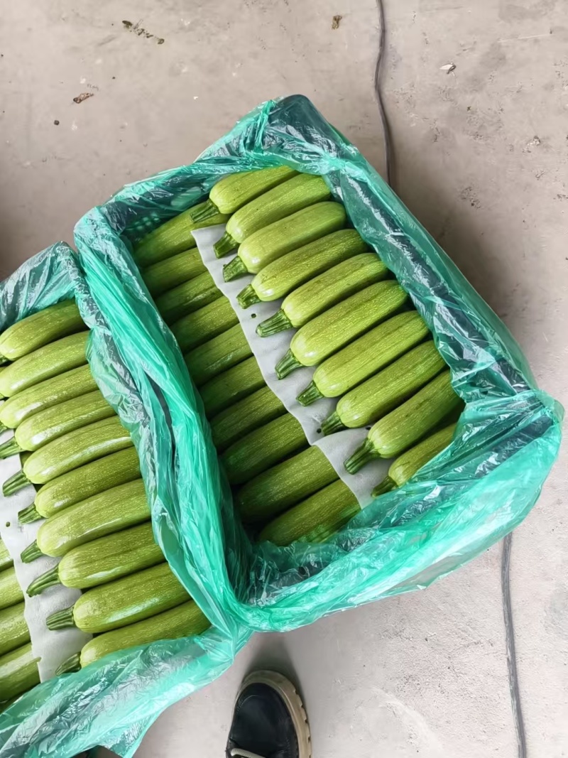 精品西葫芦