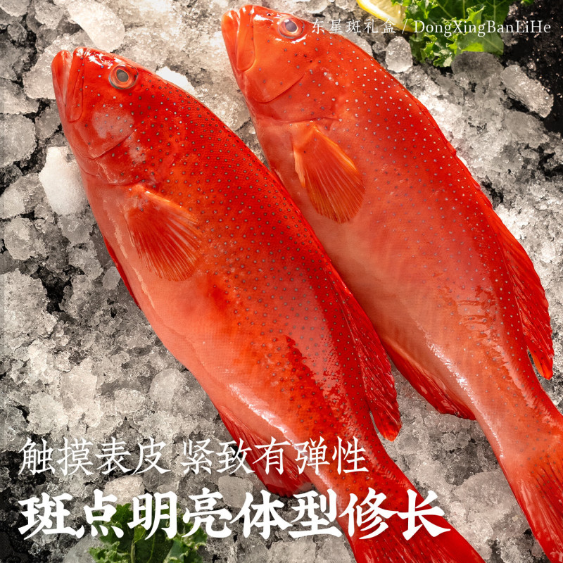 东星斑礼盒装送礼正宗深海高端水产海捕鲜活冷冻石斑鱼年货礼