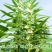 雪芝一号白芝麻种子高产高油高抗不倒伏白芝麻种籽大田春夏播