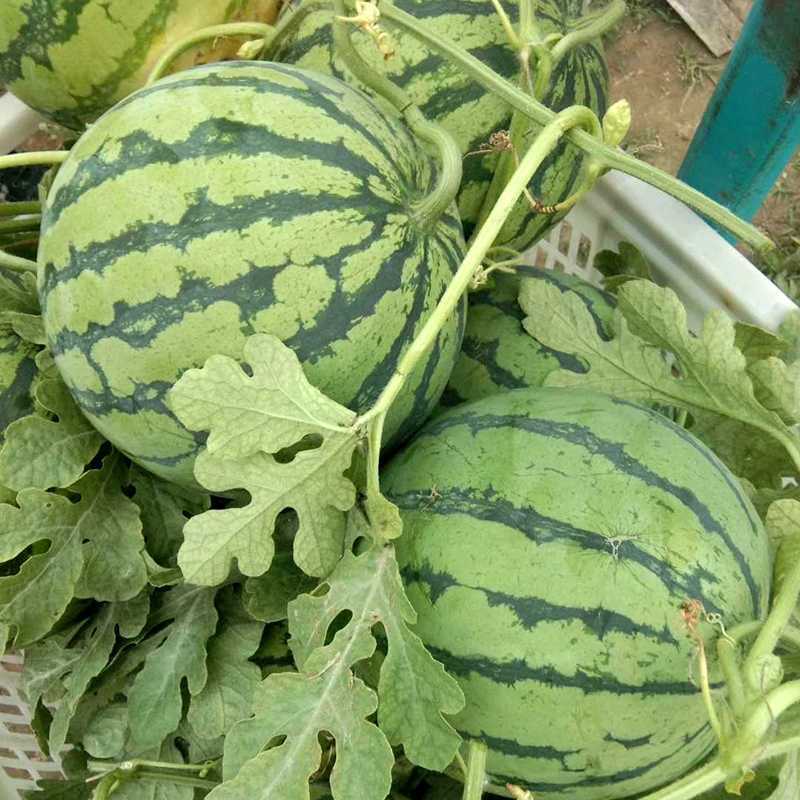 大齐105西瓜种子早中熟圆形薄皮大瓜种籽抗裂耐贮运不空心