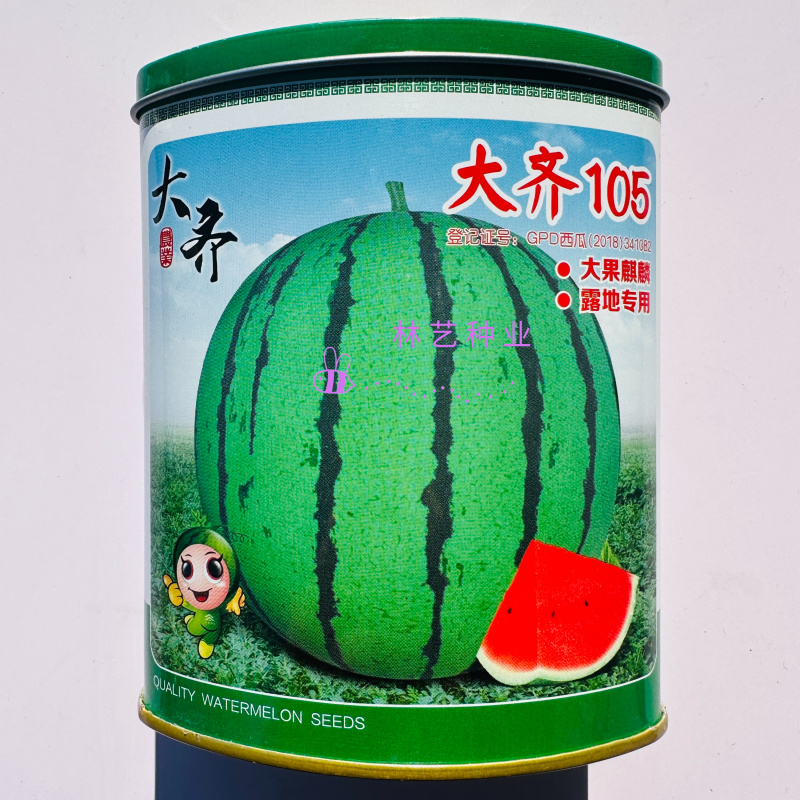 大齐105西瓜种子早中熟圆形薄皮大瓜种籽抗裂耐贮运不空心