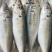 【全国顺丰发货】5斤野生海捕巴浪鱼新鲜冷冻海鲜水产更多鱼