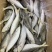 【全国顺丰发货】5斤野生海捕巴浪鱼新鲜冷冻海鲜水产更多鱼