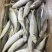 【全国顺丰发货】5斤野生海捕巴浪鱼新鲜冷冻海鲜水产更多鱼