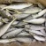 【全国顺丰发货】5斤野生海捕巴浪鱼新鲜冷冻海鲜水产更多鱼