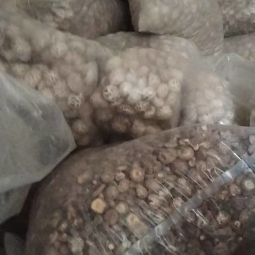 泌阳干花菇
