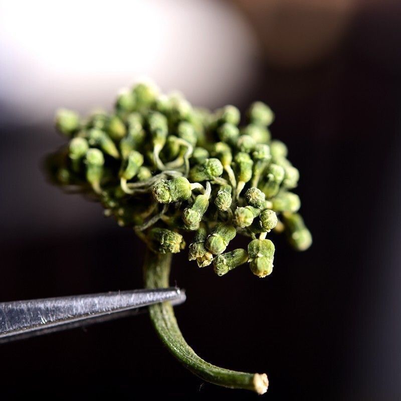 人参花8年花西洋参花蕾茶西洋人参花茶天然花茶泡水