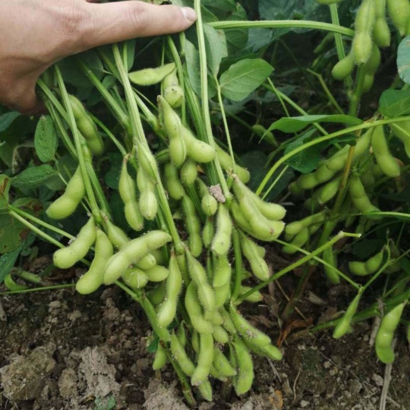 开科源特早熟鲜食毛豆种子高产甜糯大豆黄豆荚四季大粒蔬菜种