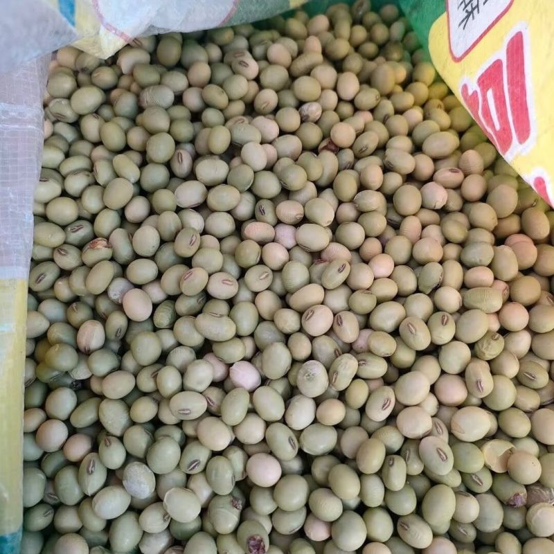 开科源特早熟鲜食毛豆种子高产甜糯大豆黄豆荚四季大粒蔬菜种