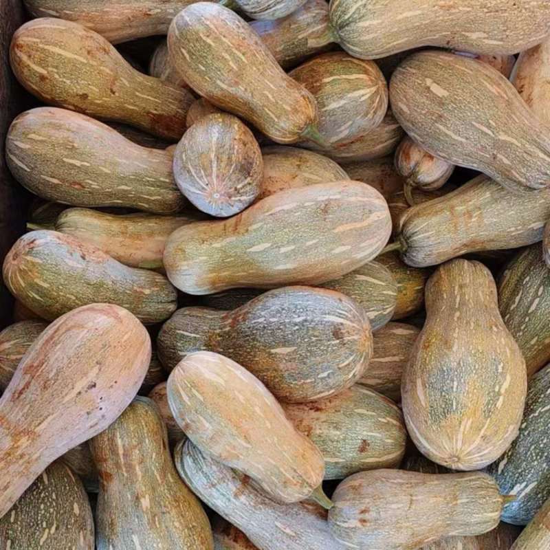 密本南瓜南瓜老南瓜大量有货基地现摘