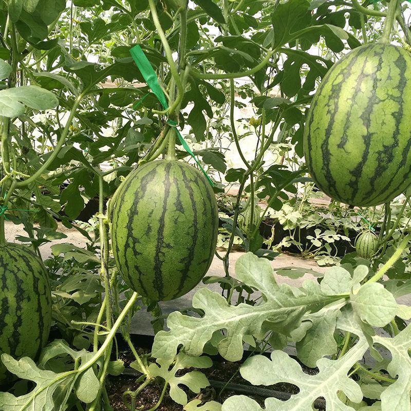新甜3k小西瓜种子早熟品质小型西瓜吊瓜种籽酥脆爽甜多汁