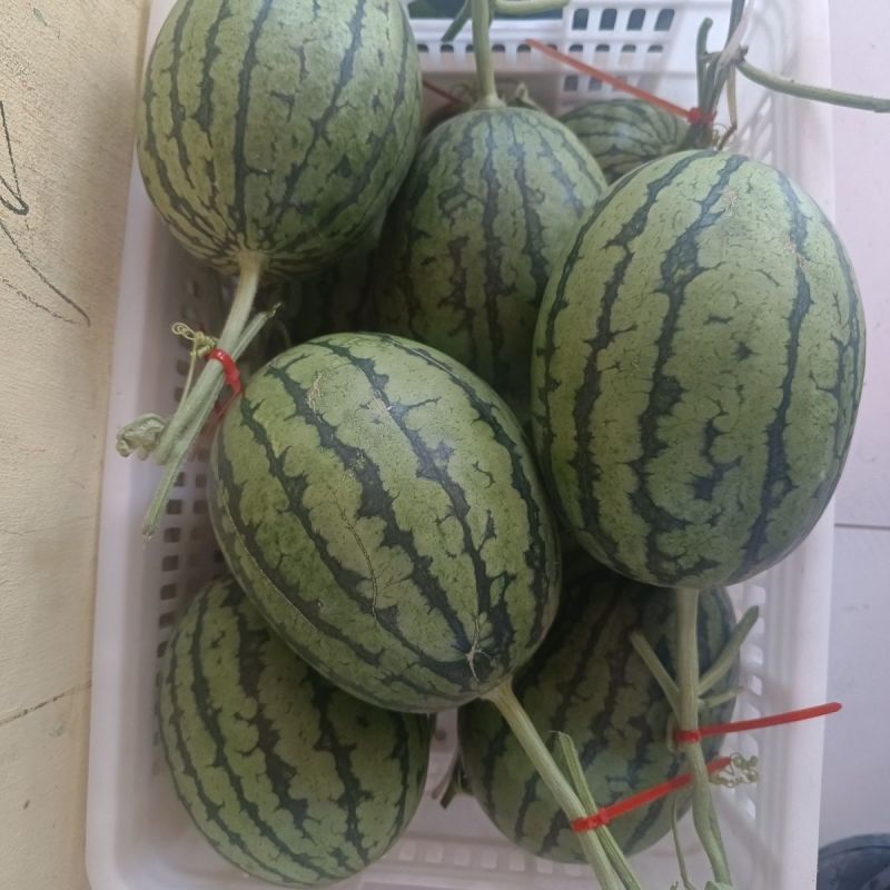 新甜3k小西瓜种子早熟品质小型西瓜吊瓜种籽酥脆爽甜多汁