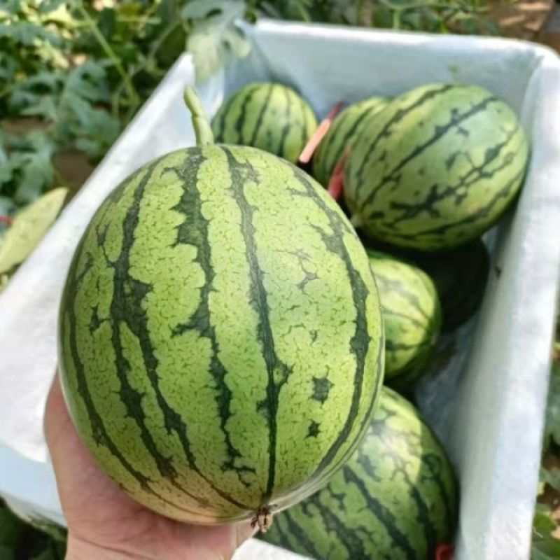 新甜3k小西瓜种子早熟品质小型西瓜吊瓜种籽酥脆爽甜多汁