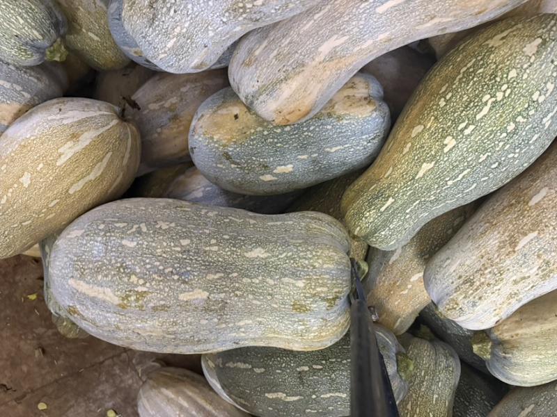 密本南瓜南瓜老南瓜大量有货基地现摘