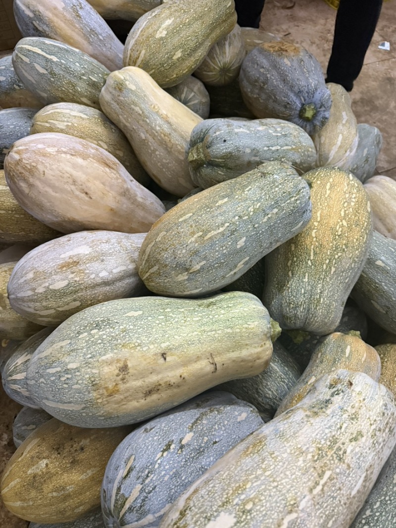 密本南瓜南瓜老南瓜大量有货基地现摘