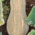 密本南瓜南瓜老南瓜大量有货基地现摘