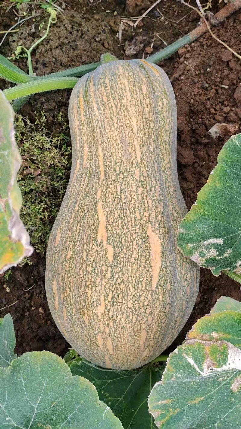 密本南瓜南瓜老南瓜大量有货基地现摘