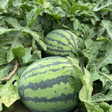 昌祥9号无籽西瓜种子美都薄皮特大抗号耐重茬冰糖麒麟西瓜种