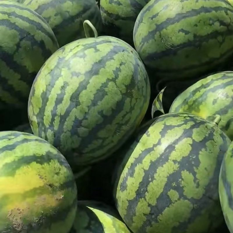 昌祥9号无籽西瓜种子美都薄皮特大抗号耐重茬冰糖麒麟西瓜种