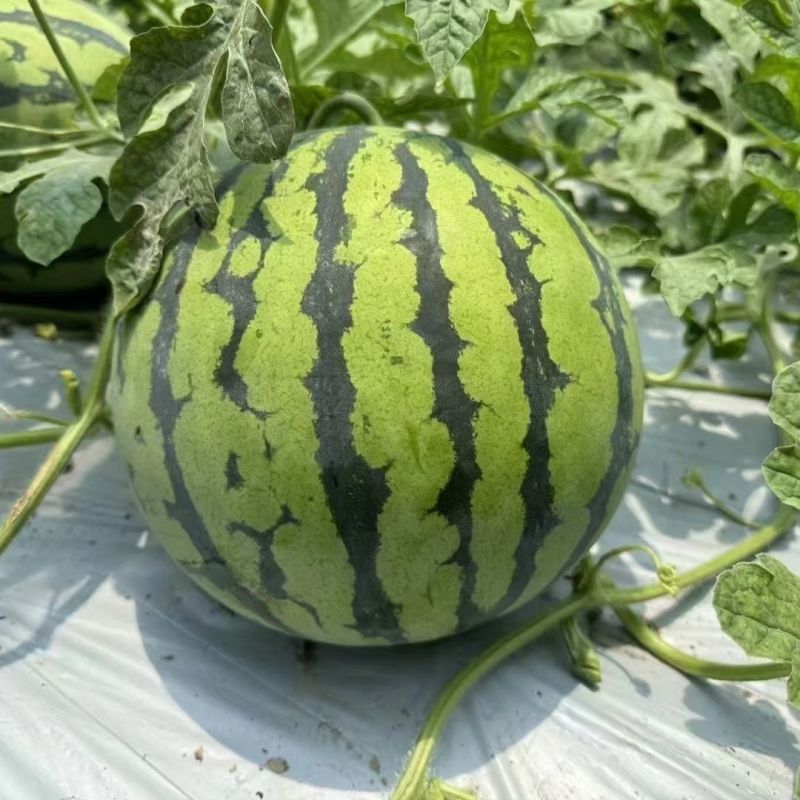 昌祥9号无籽西瓜种子美都薄皮特大抗号耐重茬冰糖麒麟西瓜种