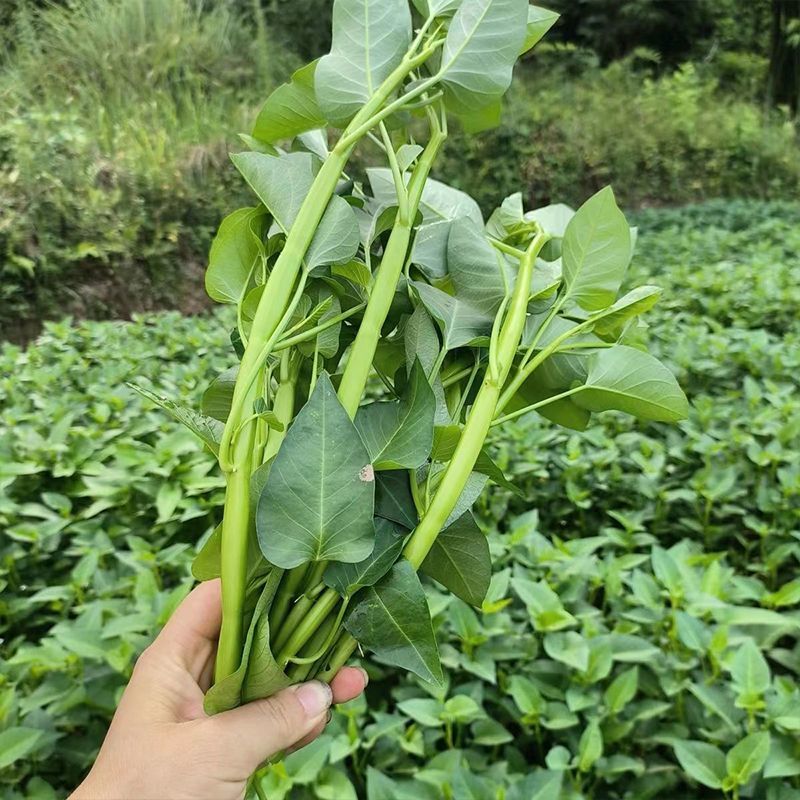 经典三叉空心菜种子高产抗病耐热耐寒春夏秋播大田基地通心菜