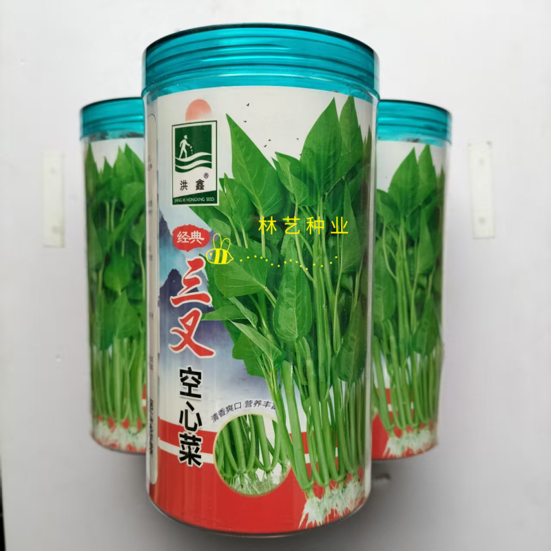 经典三叉空心菜种子高产抗病耐热耐寒春夏秋播大田基地通心菜